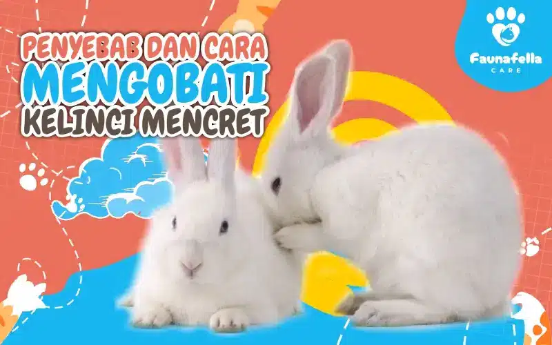 Penyebab Dan Cara Mengobati Kelinci Mencret