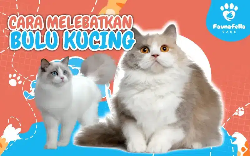 Cara Melebatkan Bulu Kucing