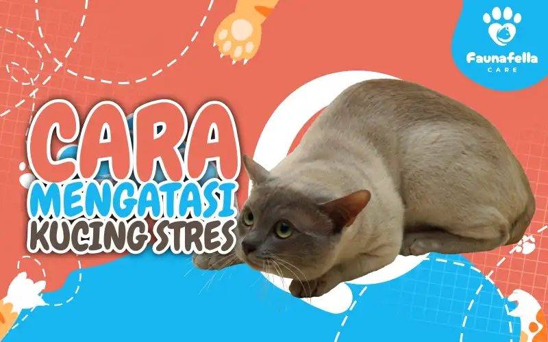 Cara Mengatasi Kucing Stres Karena Pindah Rumah