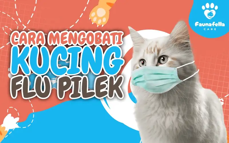 Cara Mengobati Kucing Flu Pilek