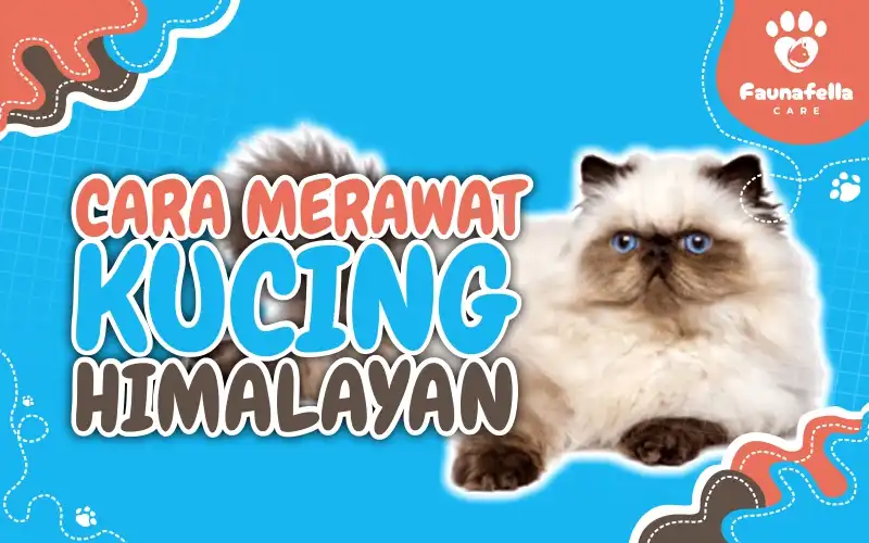 Cara Merawat Kucing Himalaya