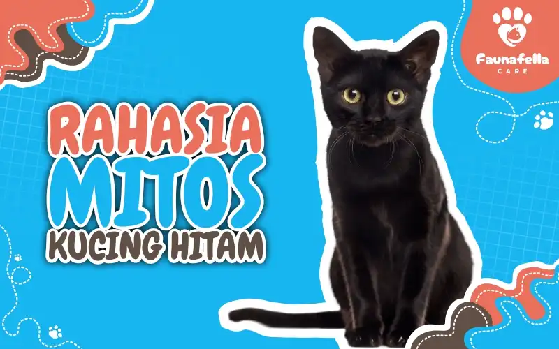 Rahasia Mitos Kucing Hitam