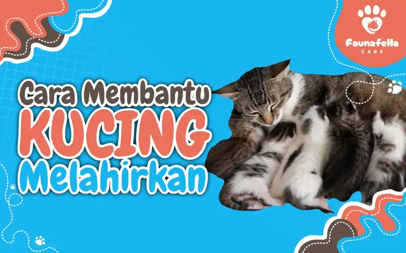 Cara Membantu Kucing Melahirkan