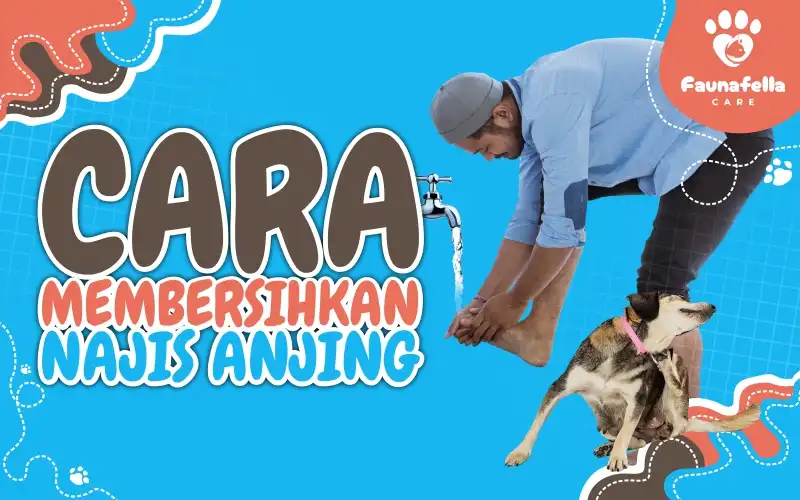 Cara Membersihkan Najis Anjing