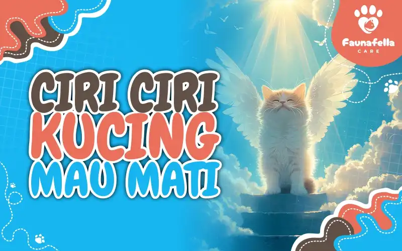 Ciri – Ciri Kucing Mau Mati