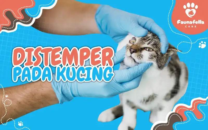 Distemper Pada Kucing