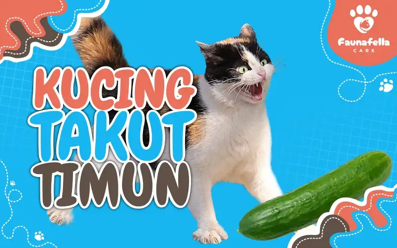 Kucing Takut Timun