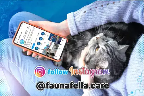 Follow akun instagram faunafella.webp