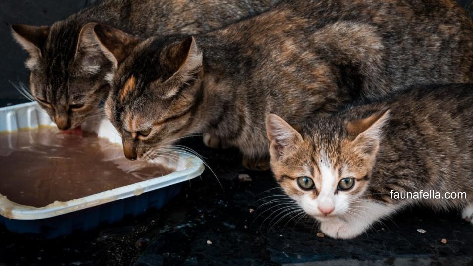 Anak kucing yang sedang menikmati hadiah setelah melakukan pemotongan kuku dengan tenang.