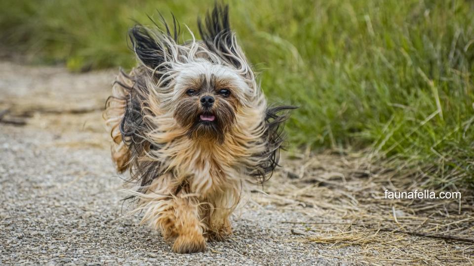 Anjing Cihuahua menjadi salah satu ras anjing kecil yang sangat populer dan disukai banyak pecinta anjing di dunia.
