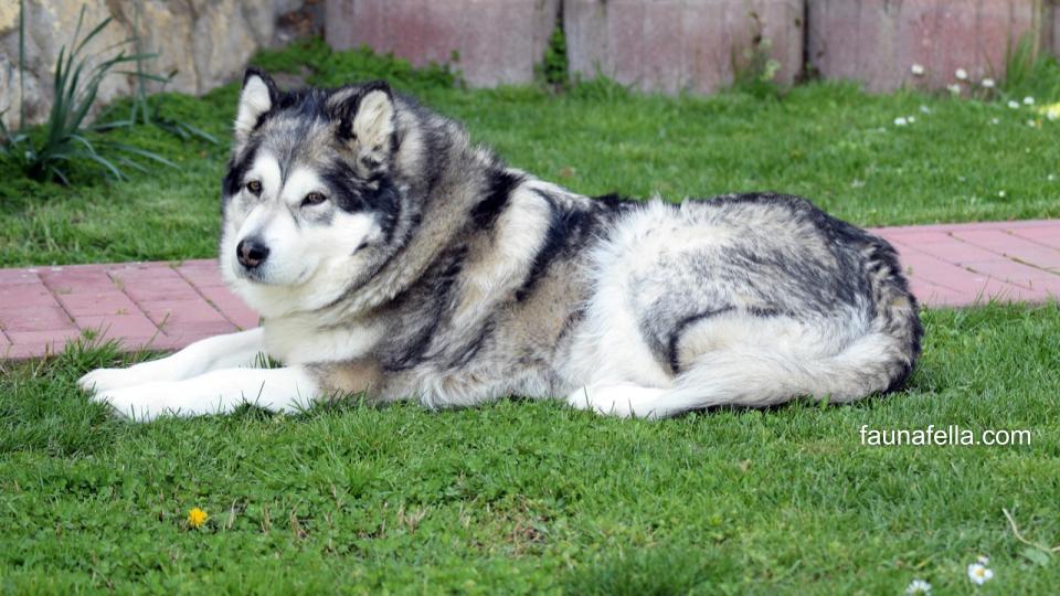 Anjing Alaskan Malamute memiliki karakter yang cerdas, penuh kasih dan setia. Mereka juga memiliki insting yang sangat kuat untuk menjaga pemilik atau keluarganya.