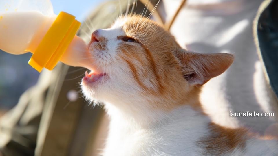 Di antara manfaat susu beruang untuk kucing adalah menambah energi, menambah nafsu makan hingga membantu pemulihan kucing sakit.