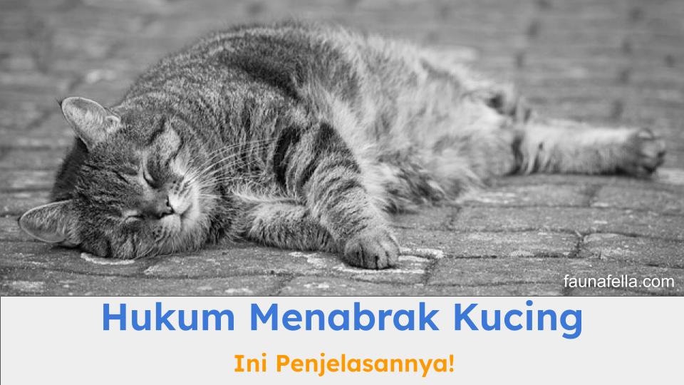 Hukum menabrak kucing baik menurut Islam atau hukum sosial harus menjadi perhatian serius bagi setiap pengendara.