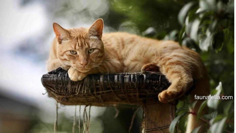 Kucing oren kampung memiliki karakter yang ramah dan jarang sakit karena tubuhnya sudah akrab dengan kondisi cuaca lokal.