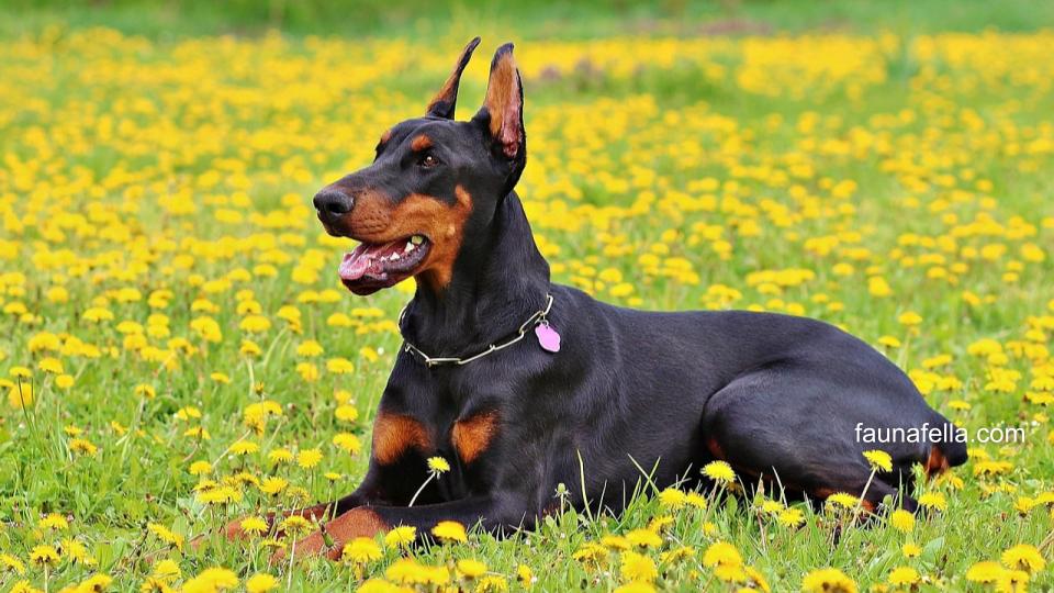 Anjing Doberman terlihat makin gagah dengan nama anjing jantan yang tangguh.