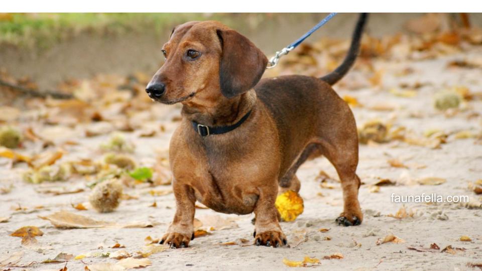 Dachshund adalah jenis anjing kaki pendek dengan badan panjang yang sering dikenal dengan sebutan anjing sosis.