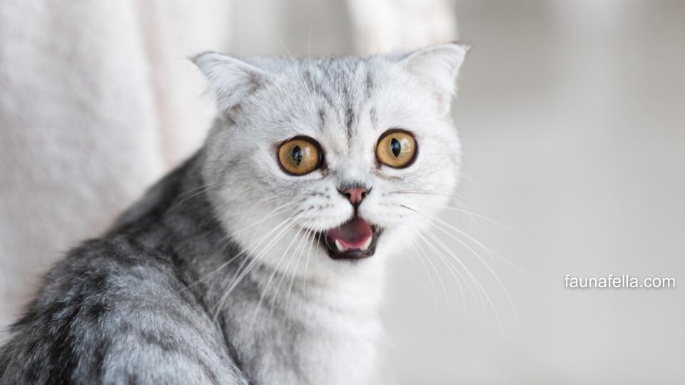 Kucing dengan warna bulu dan mata yang eksotis. Vitamin kucing membantunya lebih sehat dan kebal terhadap bakteri atau virus.