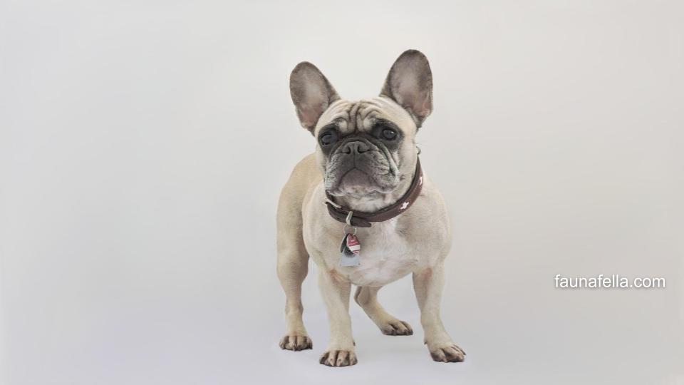 French Bulldog juga merupakan jenis anjing kaki pendek yang memiliki sifat cerdas, setia dan protektif pada pemilik atau keluarganya.