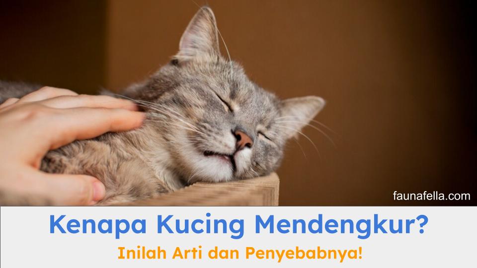 Alasan kenapa kucing mendengkur bisa karena berbagai hal dari rasa capek, nyaman hingga penyakit tertentu yang harus segera diatasi.