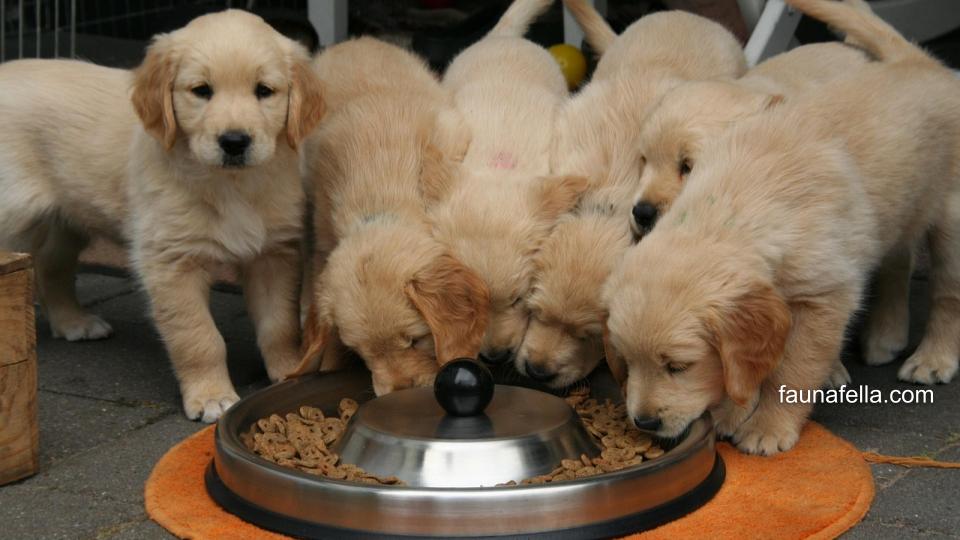 Makanan anjing harus memiliki kandungan nutrisi sesuai kebutuhan anjing baik di tahap anak, dewasa hingga senior agar tetap sehat dan aktif.
