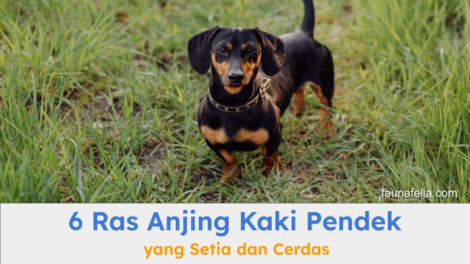 Anjing kaki pendek memiliki bentuk fisik yang khas dengan kakinya. Karakternya secara umum juga cerdas dan setia.