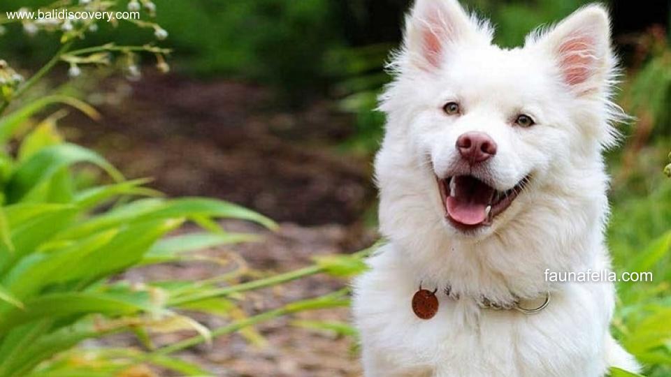 Kutu anjing membuat hewan peliharaan ini tidak merasa nyaman hingga bisa menjadi infeksi serius jika tidak segera diatasi.