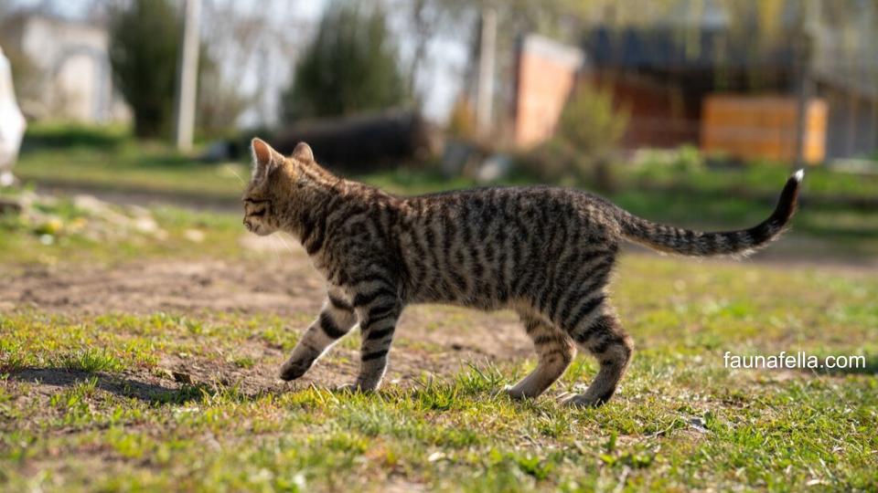 Beberapa obat herbal bisa Anda gunakan untuk mengobati benjolan pada kucing. Jika tidak ada perubahan, segera hubungi dokter.