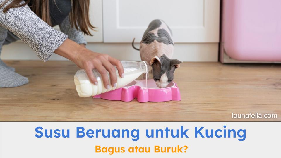 Susu beruang untuk kucing dapat memberikan manfaat atau juga berbahaya. Pastikan Anda tahu keduanya.