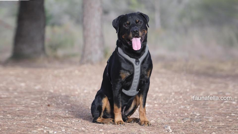 Anjing Rottweiler memiliki sifat yang cerdas, tangguh dan percaya diri. Jika mendapatkan pelatihan yang tepat, mereka juga akan ramah.