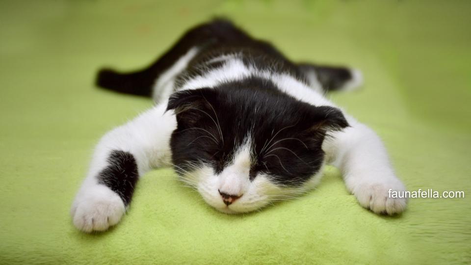Kucing muntah busa umumnya tidak berbahaya. Tapi, jika terjadi berbagai tanda yang menunjukkan kondisi serius, segera hubungi dokter.