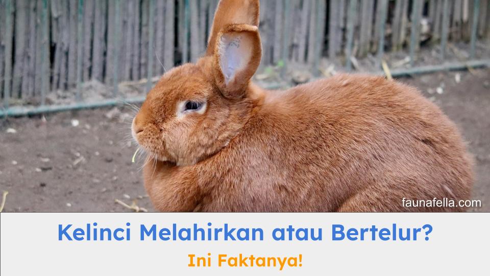 Kucing melahirkan atau bertelur? Anda bisa menemukan jawabannya dari penjelasan di artikel ini.
