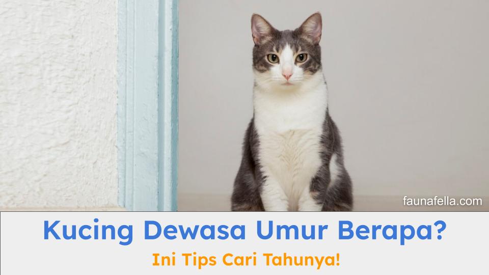 Kucing dewasa umur berapa? Anda bisa mengetahui usia kucing dengan tetap dengan beberapa hal yang dibahas di artikel ini.