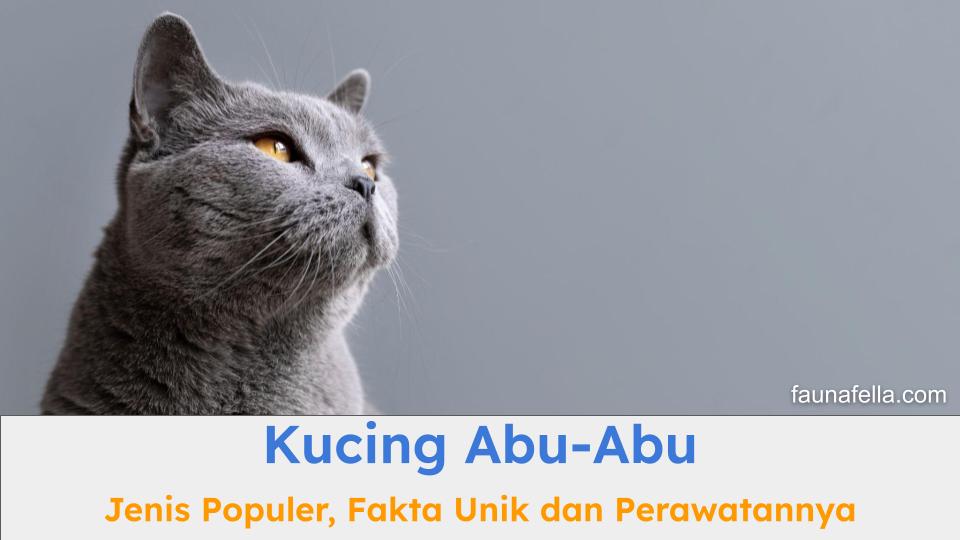 Kucing Abu-Abu hadir dengan berbagai jenis atau ras dengan beragam karakter dan fakta unik.