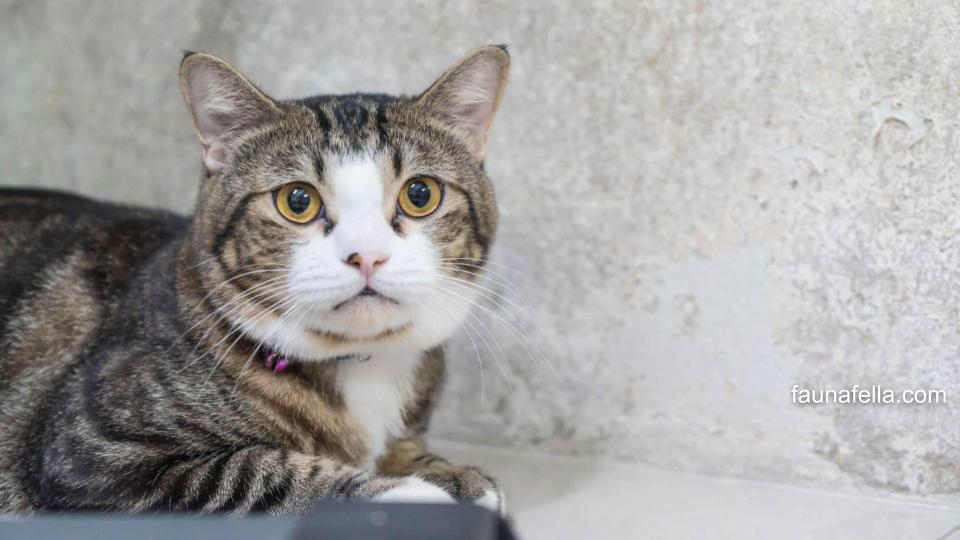 Kucing Abu-Abu sangat populer karena sering menjadi aktor dalam film, cerdas dan umumnya memiliki usia panjang.