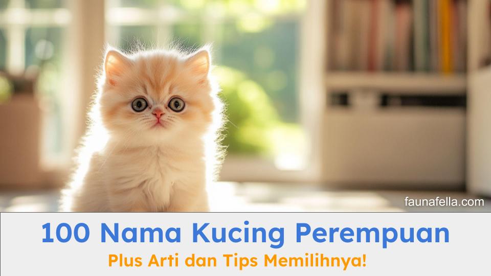 Nama kucing perempuan bisa menjadi inspirasi untuk mencari nama untuk anabul kesayangan.