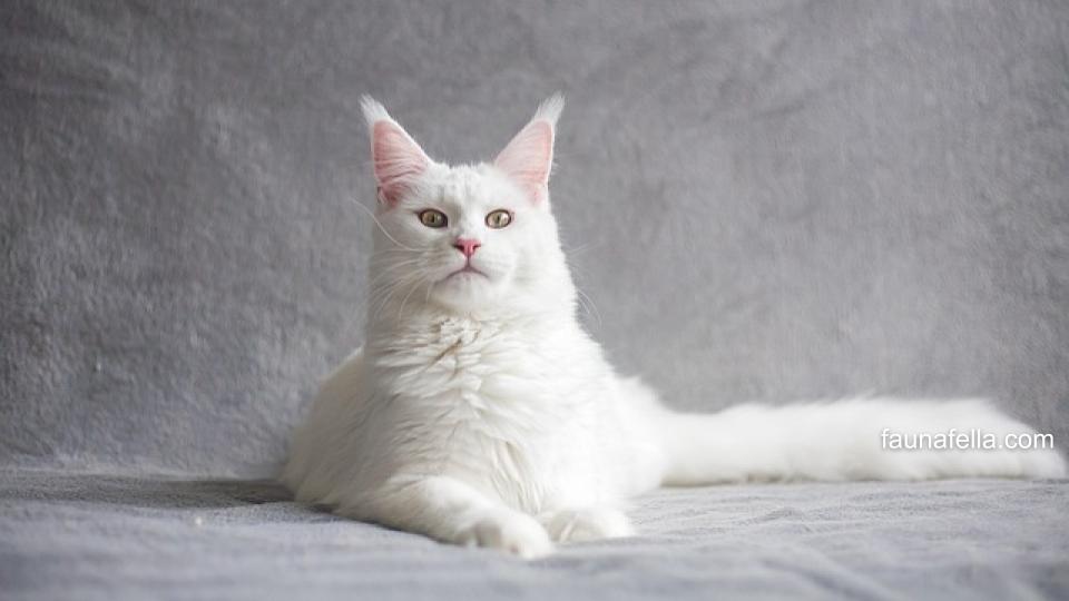 Harga kucing Maine Coon beragam tergantung kualitas breed atau keaslian ras dan juga kualitas breedernya.