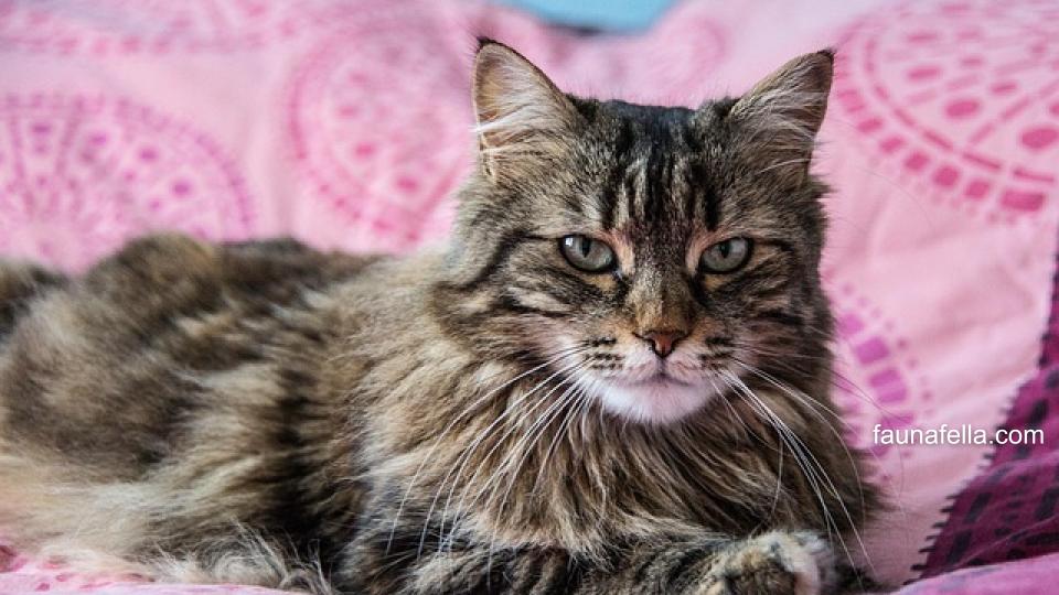 Sebelum memilih harga kucing Maine Coon, pastikan untuk memiliki anggaran untuk perawatan seperti grooming rutin karena bulu kucing ras ini lebat.