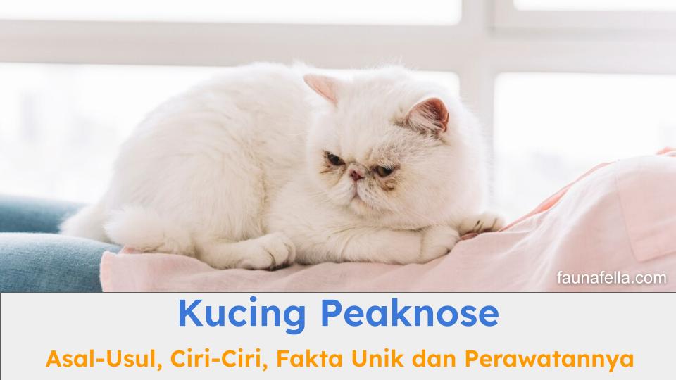 Kucing Peaknose memiliki ciri-ciri dan karakter yang sangat khas yang membuat pecinta kucing ras mudah jatuh hati.