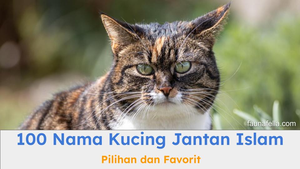 100 nama kucing jantan Islami bisa menjadi inspirasi untuk memilih nama terbaik untuk kucing Anda.