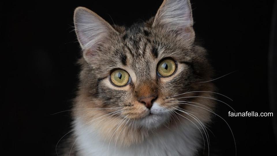 Nama kucing jantan Islami memiliki kesan religius dan terkesan lebih unik daripada nama lainnya.