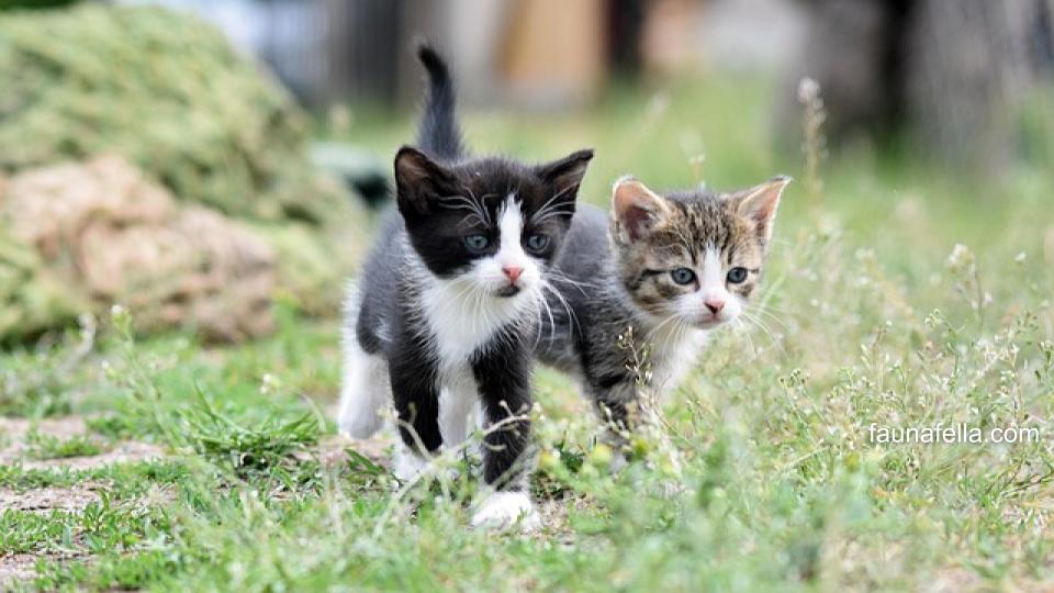 Saat memilih nama kucing jantan Islami, pastikan memiliki arti yang bagus dan tidak menyinggung siapa pun.