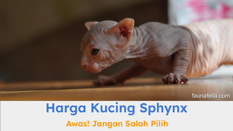 Harga kucing Sphynx bervariasi. Sehingga, Anda perlu memilih sesuai dengan kriteria yang tepat.