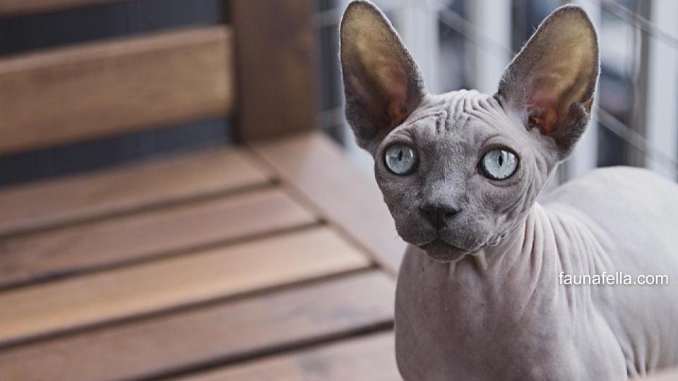 Dengan mengetahui harga kucing Sphynx yang tepat, Anda bisa mendapatkan Sphynx dengan kualitas tinggi dan sehat.