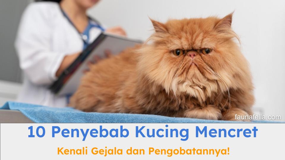 Ada banyak penyebab kucing mencret yang harus diketahui. Sehigga, Anda bisa melakuka tindakan yang tepat sebelum terlambat.