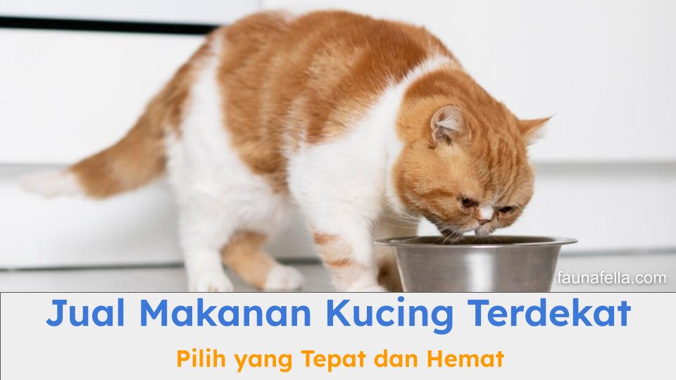 Jasa jual makanan kucing terdekat membantu Anda mendapatkan makanan kucing yang tepat baik itu dry atau wet food.
