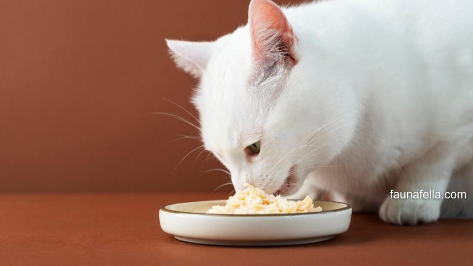Makanan kucing terbaik mengandung nutrisi lengkap yang baik untuk kesehatan dan perkembangan kucing Anda.