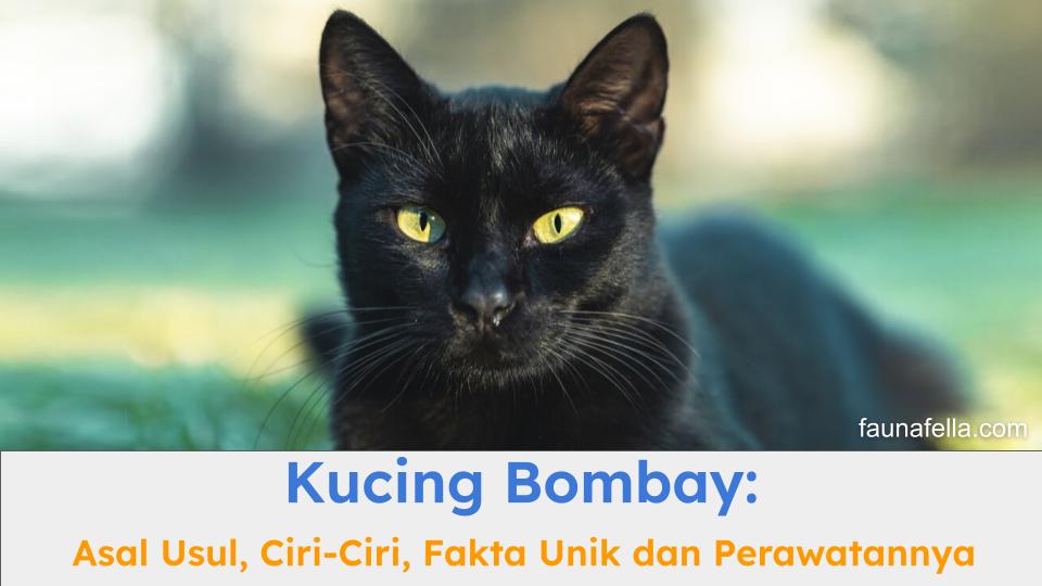 Kucing Bombay memiliki ciri khas yang sangat unik berupa warnanya yang hitam pekat seperti panther mini.