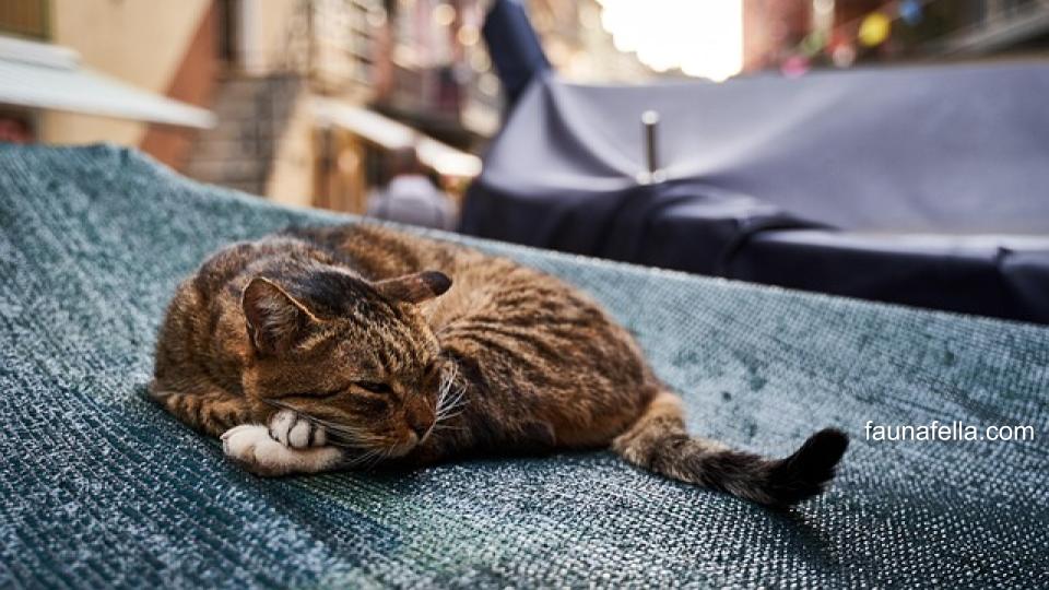 Dalam memilih nama kucing korea, pastikan nama mudah diucapkan dan memiliki arti yang bagus.