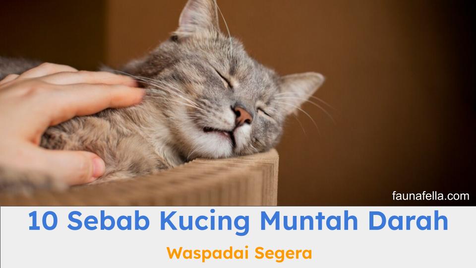 Ada banyak penyebab kucing muntah darah yang harus Anda pahami. Sehingga, dapat melakukan tindakan yang tepat.