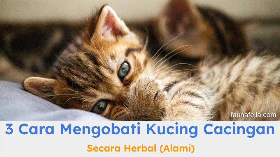 Cara mengobat kucing cacingan secara alami dapat menjadi solusi yang lebih aman untuk mengatasi cacingan pada kucing kesayangan.